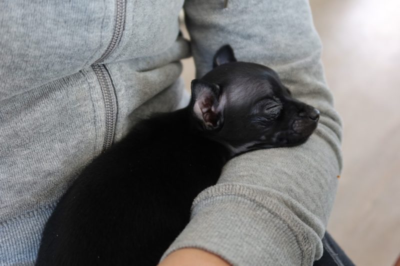 飼い主の腕に抱かれて安心して眠っている子犬